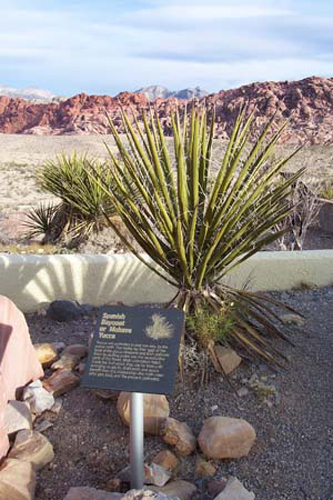 Nevada (88)